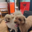 게르메스 이미지