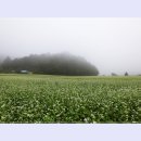 봉평메밀 티스토리