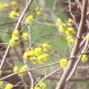 좋은 글/용인 날씨 포근/새들의 사생활 일상 엿보기 짧은 동영상 쇠딱따구리 봄산 단단한 열매 먹는 곤줄박이새 생강나무꽃 이미지