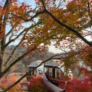 FoRest(숲&amp;휴식) | 광주 화담숲 단풍 여행 &amp; 모노레일 예약 꿀팁 | Autumn Foliage Trip to Hwadam Forest &amp; Monorail Tips