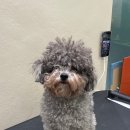 주아펫 | 광주애견미용 • 첨단애견미용 핫도그 펫살롱 푸들 귀툭미용