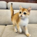 프리펫 강아지분양 고양이분양 천안본점 이미지