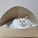 고양이실내하우스 보드미펫 고양이숨숨집 둥이 자가 장만