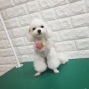 강사모백화점 이미지