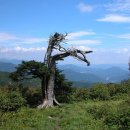 칠월 둘째주, 백두대간줄기 명산 순례 일곱 번째 산행지를 안내합니다 이미지