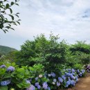 전라남도고흥 가볼만한곳 고흥쑥썸 수국보러 가보아요💜