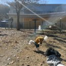 중독(DOG) 이미지