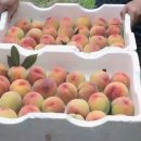 김영복농장 이미지