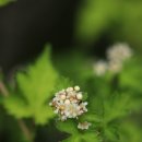 국수나무-남원 신흥2 130515 이미지