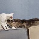 그루밍, 안나 이미지