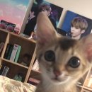 오리사랑 이미지