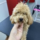 디오펫살롱 이미지