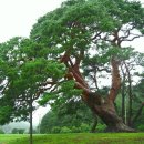 왕소나무길 이미지