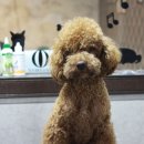 콜라네 펫살롱 이미지