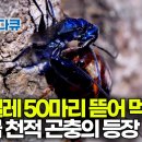 인간보다 더 정교하고 치밀하다. 오로지 번식을 위해 승부하는 곤충,,여왕벌 잔혹사 이미지