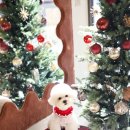 러브애견미용 이미지