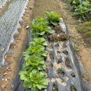 대리농장 이미지