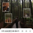 남조로 사려니숲길입구 | 좋았던 비 온 뒤 다녀온 사려니숲길 후기- 3월 풍경, 주차 위치, 남조로(붉은오름입구)·무장애나눔길 코스