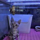 (주)라임캣 | [직접겪고 알려주는] 후추 분양 후기 (Feat. 제나캣)