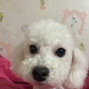 도기그룸 이미지