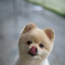 안녕, 내강아지 이미지