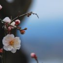 선비뜨락 이미지