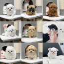 퍼피캣 강아지분양 고양이분양 대구경산점 | 시흥강아지분양 후회없는 선택 행복을 선물 (feat. 안산, 부천, 광명)