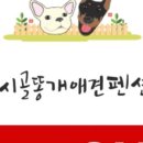 똥개애견 이미지