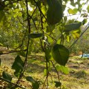 금봉산 농장 이미지