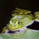 개구리집 이미지