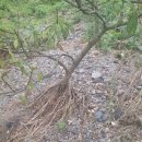 정철농장 이미지