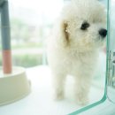 도로시펫 강아지고양이 부산점 네이버블로그