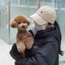 미쓰박 펫 살롱 | 인천 송도 애견 미용 미쓰박펫살롱 / 토이푸들 미용