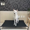 하울 애견 유치원 이미지