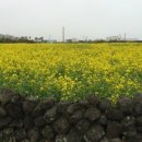 가시리 유채꽃길 이미지