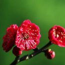 선비뜨락 이미지