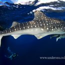 whale shark in Myanmar 이미지