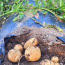 대발농장 이미지