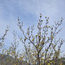 정선아리랑시장 이미지