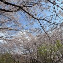 써니함박 | 시흥 벚꽃 명소 / 물왕정수지맛집 고종의정원 / 함박스테이크 돈까스 추천