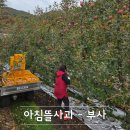 늘해랑농장 | 부사 사과 5kg 10kg 가격 흠과도 맛있는 아침뜰 사과