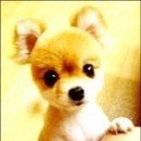 순진한 강아지 이미지