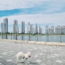 그루밍가든 | 실력 있는 송도 애견미용실 추천 그루밍가든