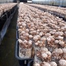 선우농장 이미지