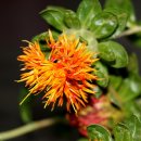 삼보약국 이미지