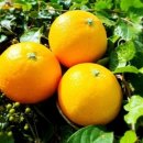 수완농장 이미지