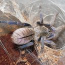 코발트블루 이미지