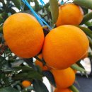 철이농장 이미지