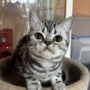 라마지샤 이미지