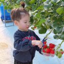 조종필농장 | 전북 고창 딸기따기체험 초대형 실내 놀이터 필베베팜 이용후기